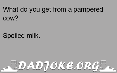 What do you get from a pampered cow? Spoiled milk. - Dad Joke