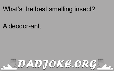 What's the best smelling insect? A deodor-ant. - Dad Joke
